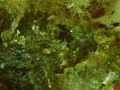 Myoxocephalus aenaeus