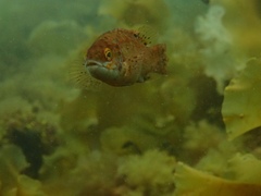 Tautogolabrus adspersus