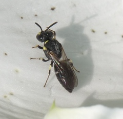 Hylaeus affinis