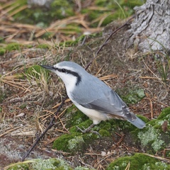 Sitta europaea clara