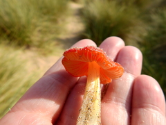 Hygrocybe conicoides