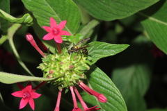 Polybia occidentalis