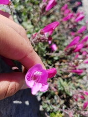 Penstemon rupicola
