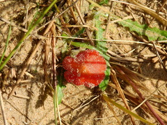 Hygrocybe conicoides