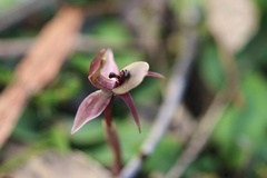 Chiloglottis × pescottiana