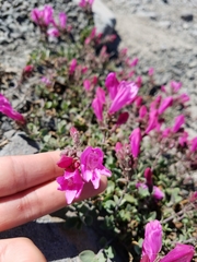 Penstemon rupicola