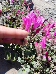 Penstemon rupicola
