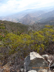 Chamaebatia australis