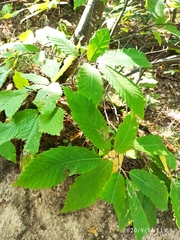 Castanea sativa
