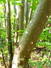 Castanea sativa
