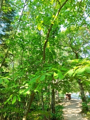 Castanea sativa