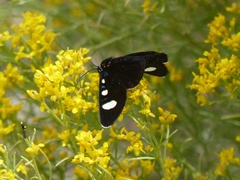 Alypiodes flavilinguis