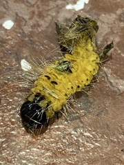 Acronicta rubricoma