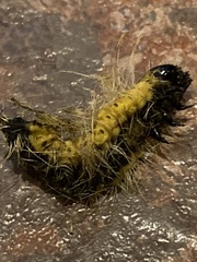 Acronicta rubricoma