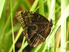 Morpho helenor octavia