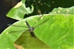 Pachydiplax longipennis