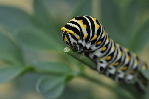 Black Swallowtail, photo 5 of 10