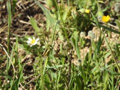 Chorthippus apicalis