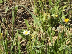 Chorthippus apicalis