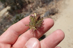 Cordylanthus rigidus setigerus