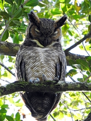 Bubo virginianus
