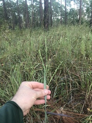 Paspalum bifidum