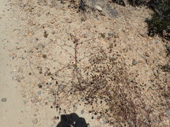 Cordylanthus rigidus setigerus