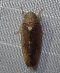 Ponana quadralaba