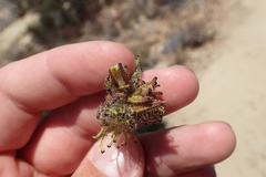 Cordylanthus rigidus setigerus