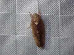 Ponana quadralaba