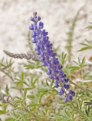 Lupinus neomexicanus