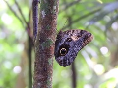 Caligo telamonius memnon