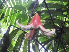 Passiflora rovirosae