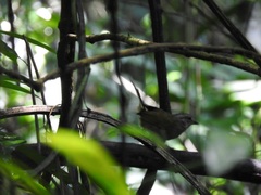 Arremonops chloronotus