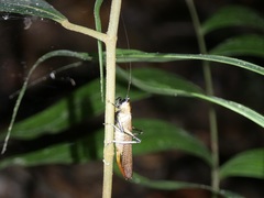 Eschatoceras punctifrons