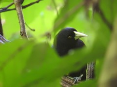 Amblycercus holosericeus