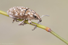 Cyphocleonus achates