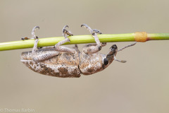 Cyphocleonus achates