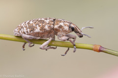 Cyphocleonus achates