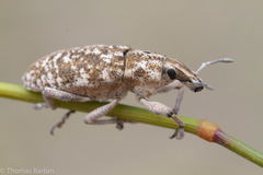Cyphocleonus achates
