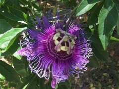 Passiflora