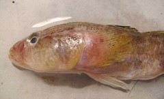 Syrman Goby photo 2