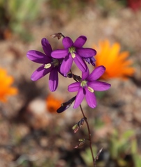 Ixia ramulosa
