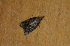 Platynota idaeusalis