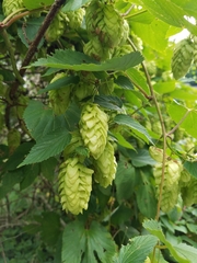 Humulus lupulus
