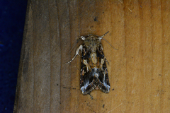 Spodoptera ornithogalli