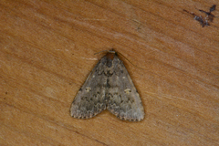 Idia aemula