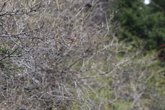Carpodacus dubius