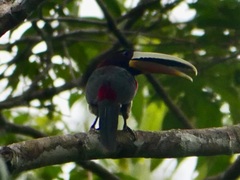 Pteroglossus azara mariae