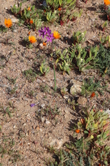 Ixia ramulosa